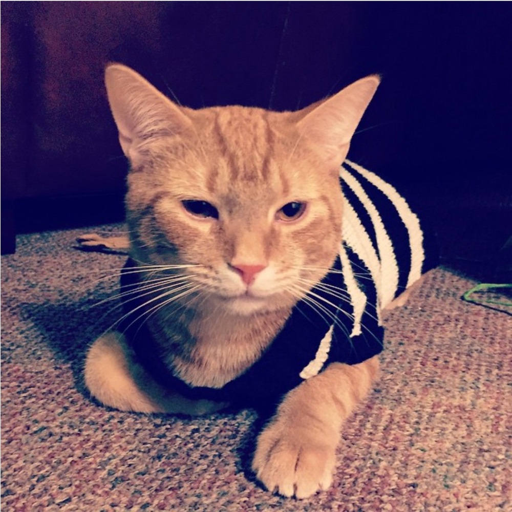 Ciao Ciao | pet sweater